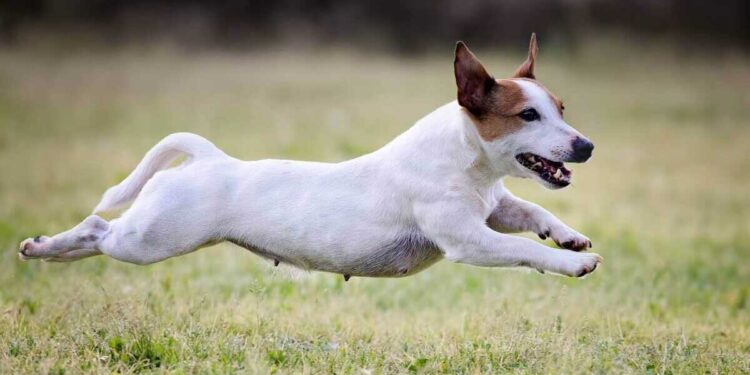 chien est hyperactif