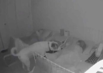 chien surveiller enfants nuit caméras