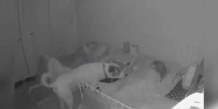Des caméras capturent un chien adorable en train de surveiller les enfants pendant qu'ils dorment la nuit 1 chien surveiller enfants nuit caméras