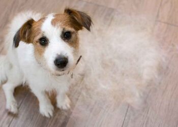 conseils pour minimiser perte poils chien