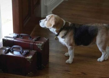 conseils prévenir anxiété séparation chez chien