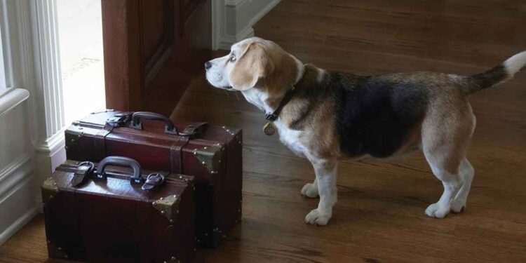 4 conseils pour prévenir l'anxiété de séparation chez le chien 1 conseils prévenir anxiété séparation chez chien