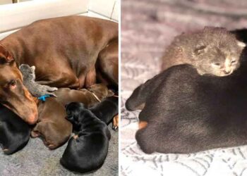 dobermann s occupe chaton orphelin