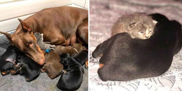 Une dobermann s'occupe d'un chaton orphelin comme l'un des siens 1 dobermann s occupe chaton orphelin