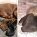 Une dobermann s'occupe d'un chaton orphelin comme l'un des siens 6 dobermann s occupe chaton orphelin