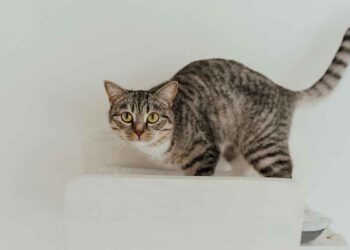 education peut-elle résoudre problèmes comportement chats