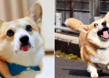 expressions faciales corgi