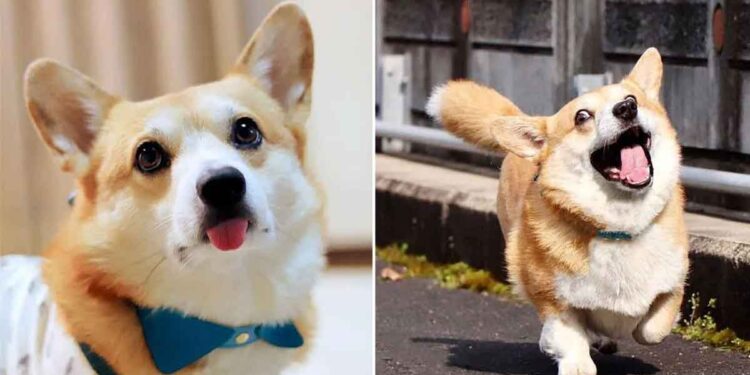 expressions faciales corgi