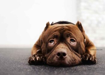 façons de mettre fin à la peur des bruits forts chez votre chien