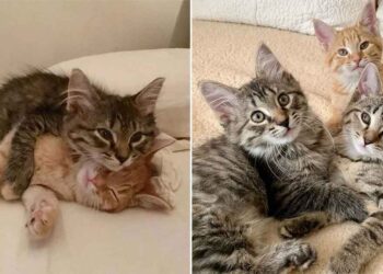 famille voulait adopter deux chatons prend troisième de la portée