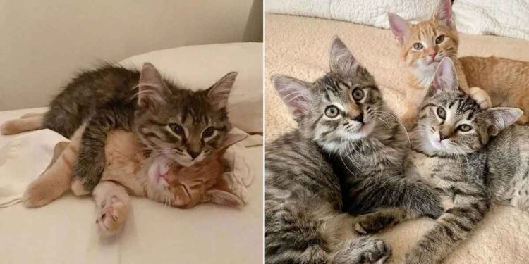 La famille voulait adopter deux chatons, mais ne pouvait pas laisser le tiers de la portée derrière 1 famille voulait adopter deux chatons prend troisième de la portée