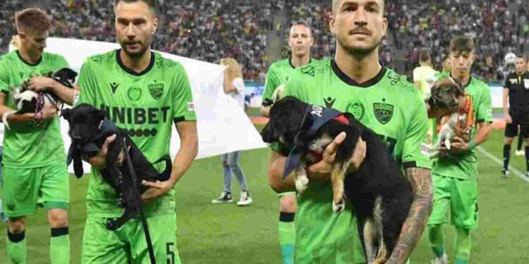 fédération roumaine football présentera chiens match adoption