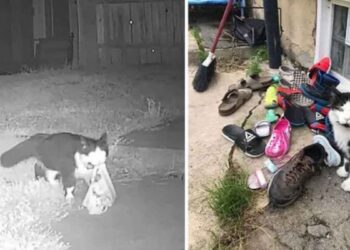 femme découvre son chat Jordan vole chaussures quartier