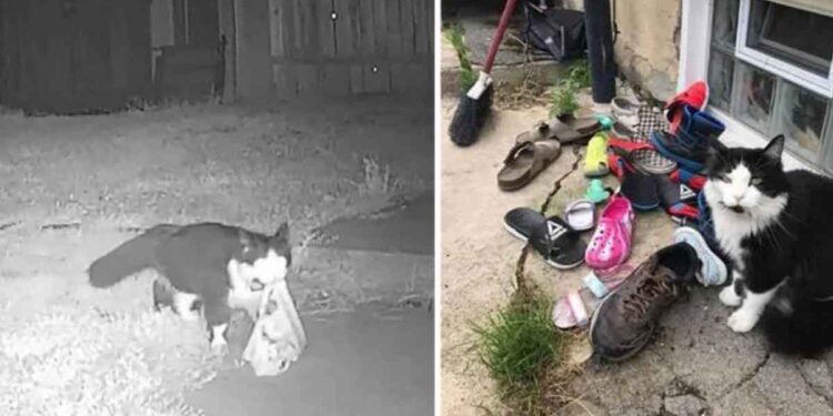 femme découvre son chat Jordan vole chaussures quartier