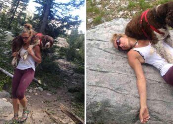 femme porte un chien blessé sur ses épaules pendant 6 heures