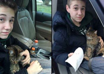 garçon saute voiture sauver chat jeté par conducteur