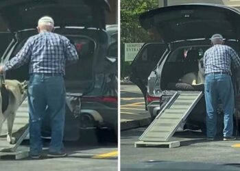 homme construit rampe chien âgé monter voiture
