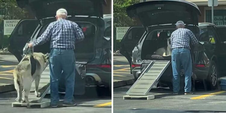 Un homme construit une rampe pour aider un chien âgé à monter dans la voiture 1 homme construit rampe chien âgé monter voiture