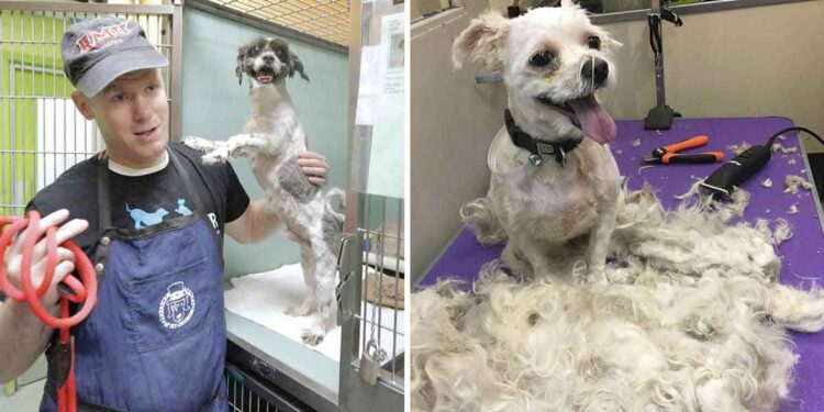 Un homme toilette bénévolement des chiens des refuges pour leur permettre de trouver plus facilement un foyer 1 homme toilette bénévolement chiens refuges trouver facilement foyer