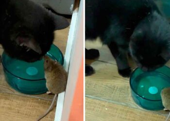 homme trouve chat ami avec souris censé attraper