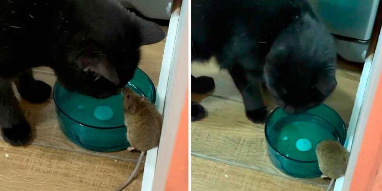 Cet homme découvre que son chat se lie d'amitié avec la souris qu'il était censé attraper 1 homme trouve chat ami avec souris censé attraper
