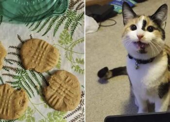 le chat ouvre un bol plein de biscuits et prend une bouchée de chacun