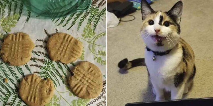 le chat ouvre un bol plein de biscuits et prend une bouchée de chacun