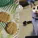 le chat ouvre un bol plein de biscuits et prend une bouchée de chacun
