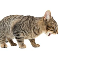 les causes-de-vomissements-chez-le-chat