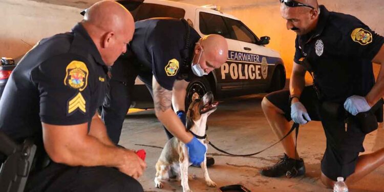 officiers brisent vitre voiture chien aboyait aide