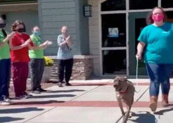 Big Mac chien le ancien refuge reçoit ovation
