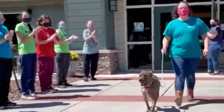 Big Mac chien le ancien refuge reçoit ovation