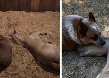 scène chien réconfortant poulain orphelin est très émouvante