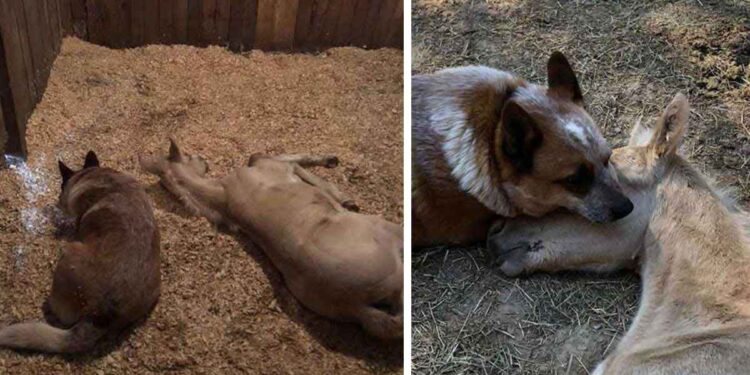 scène chien réconfortant poulain orphelin est très émouvante