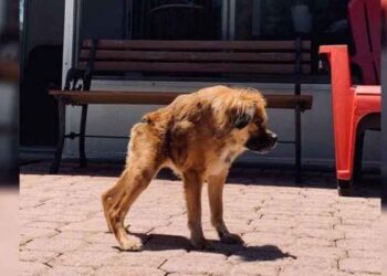 Adorable chien né colonne vertébrale courte