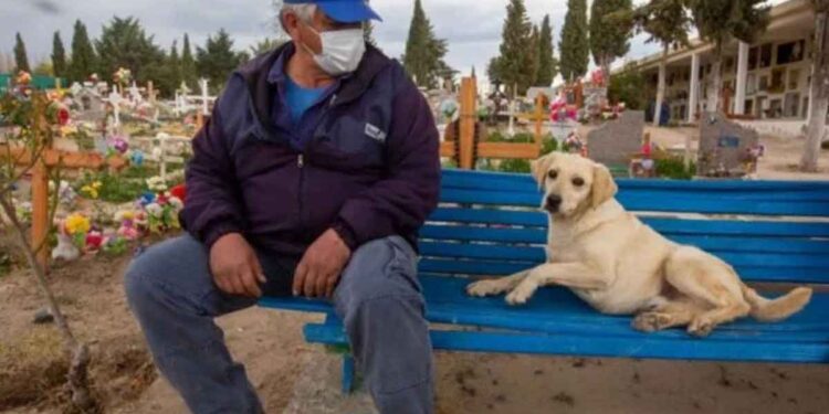 Bobby chien jamais quitté cimetière propriétaire mort