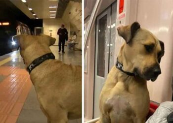 Boji chien errant utilise les transports en commun