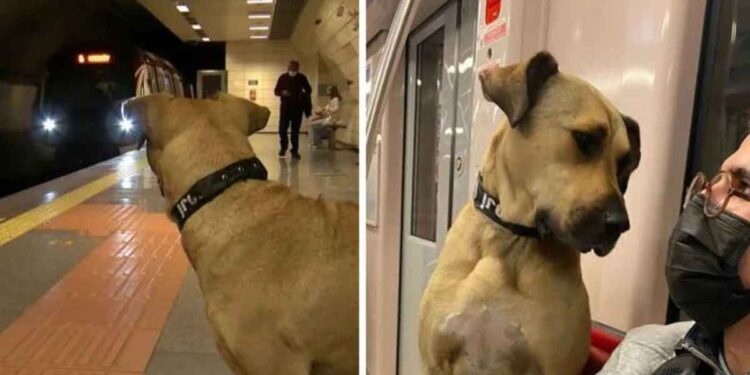 Boji chien errant utilise les transports en commun