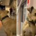 Un chien sans-abri surprend les gens parce qu'il utilise les transports en commun 7 Boji chien errant utilise les transports en commun