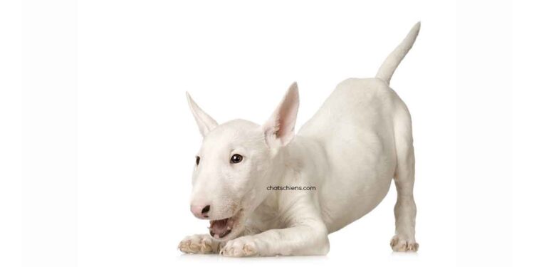 Bull Terrier: en quoi est-ce dangereux et à qui la faute 1 Bull Terrieren quoi est-ce dangereux et à qui la faute