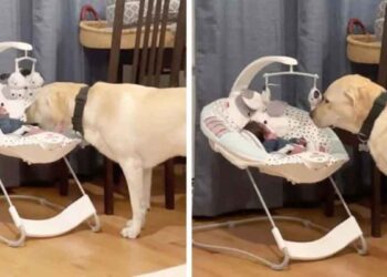 Ce chien entend bébé pleurer calme-le