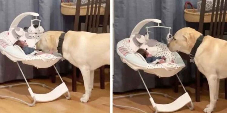 Ce chien entend bébé pleurer calme-le