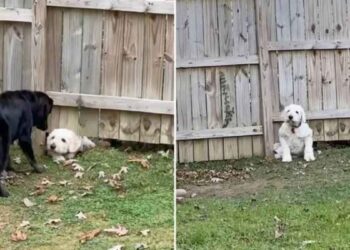 Ce chien ne laisse pas clôture empêcher rencontrer un nouveau voisin