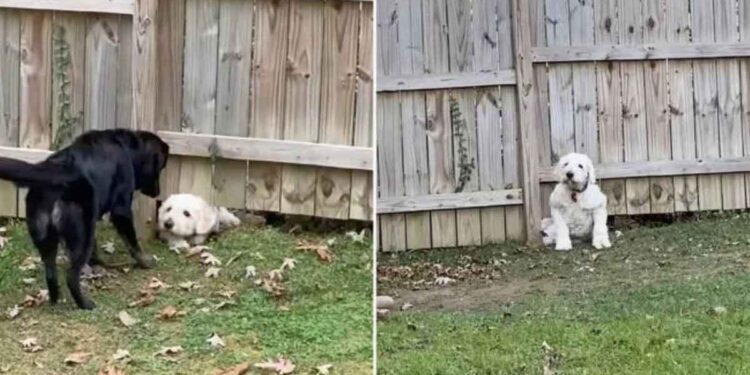 Ce chien ne laisse pas clôture empêcher rencontrer un nouveau voisin