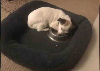 Ce chien sauvé dort avec son nouveau bol de nourriture chaque nuit