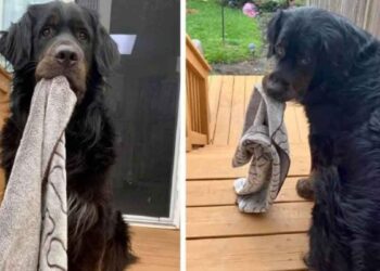 Ce chien très craintif ne va nulle part sans sa petite couverture