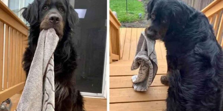 Ce chien très craintif ne va nulle part sans sa petite couverture