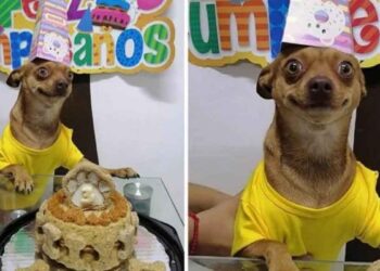 Ce petit chien est très heureux que sa famille fête son anniversaire