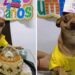 Ce petit chien est très heureux que sa famille fête son anniversaire