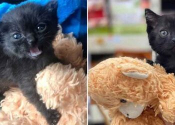 Chaton va partout avec ours en peluche retrouvée seule dehors